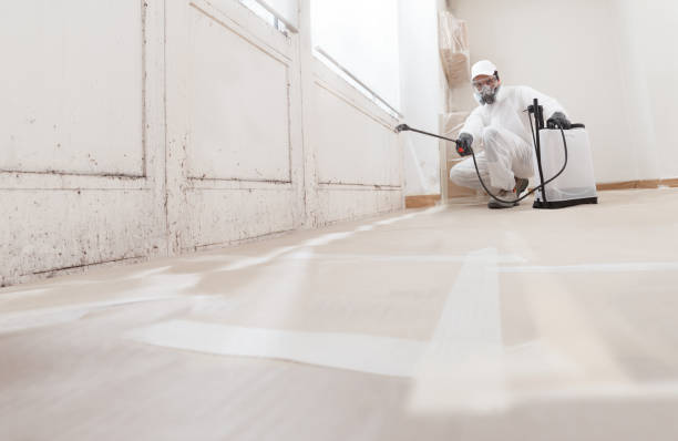 Black mold remediation team in Westville